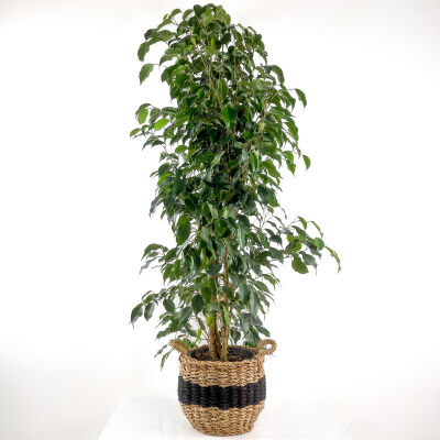 Ficus Benjamina Danielle - Benjamin Bitkisi Siyah Şeritli Hasır Saksılı 140-160 cm - 1