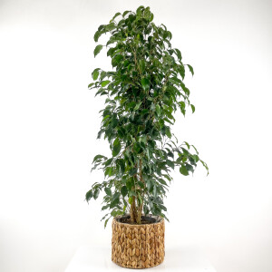 Ficus Benjamina Danielle - Benjamin Bitkisi Straw Hasır Saksılı 140-160 cm - Fidan Burada