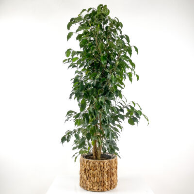 Ficus Benjamina Danielle - Benjamin Bitkisi Straw Hasır Saksılı 140-160 cm - 1