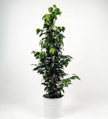 Ficus Benjamina Danielle Beyaz Dekoratif Saksılı 100-120cm - 1