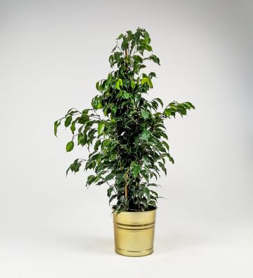 Ficus Benjamina Danielle Gold Dekoratif Saksılı 100-120cm - 1