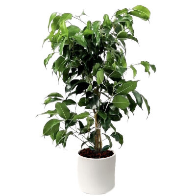 Ficus Benjamina Danielle Ruby Beyaz Saksılı - 1