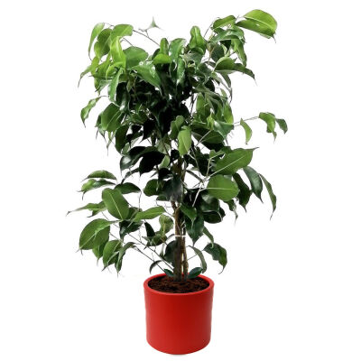 Ficus Benjamina Danielle Ruby Kırmızı Saksılı - 1