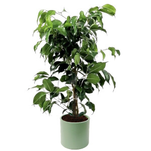 Ficus Benjamina Danielle Ruby Mint Yeşili Saksılı - Fidan Burada