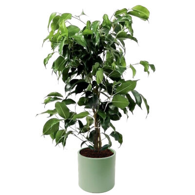 Ficus Benjamina Danielle Ruby Mint Yeşili Saksılı - 1