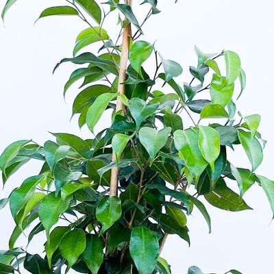 Ficus Benjamina Danielle Ruby Mint Yeşili Saksılı - 2