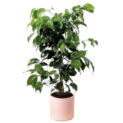 Ficus Benjamina Danielle Ruby Pembe Saksılı - 1