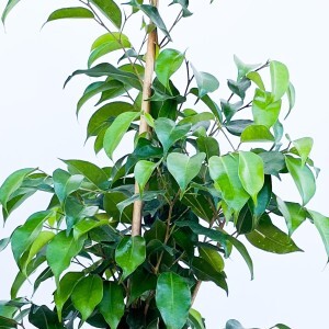 Ficus Benjamina Danielle Ruby Pembe Saksılı - 2