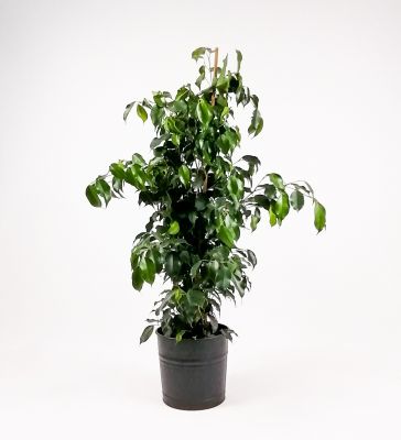 Ficus Benjamina Danielle Siyah Dekoratif Saksılı 100-120cm - 1