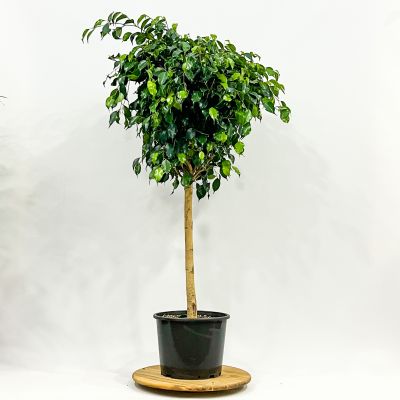 Ficus Benjamina Danielle Tijli - 1