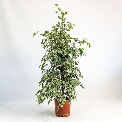 Ficus Starlight-Alacalı Benjamin Bitkisi 120-140 Cm - 1