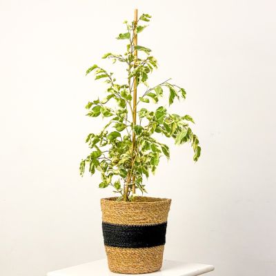 Ficus Benjamina Starlight Oly Siyah Hasır Saksılı 60-80cm - 1