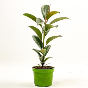 Kauçuk Bitkisi Ficus Elastica Melany 50cm - Fidan Burada