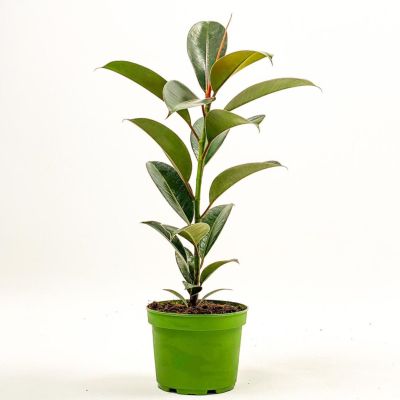 Kauçuk Bitkisi Ficus Elastica Melany 50cm - 1