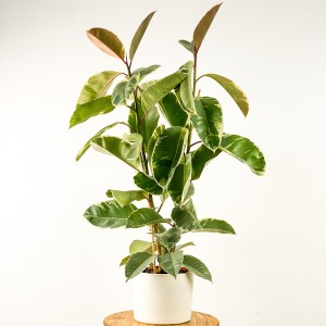 Fidan Burada - Ficus Elastica Tineke Ruby Beyaz Saksılı 2 Gövdeli 80-100cm