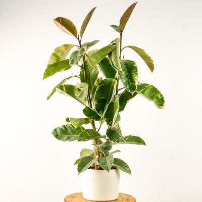 Ficus Elastica Tineke Ruby Beyaz Saksılı 2 Gövdeli 80-100cm - 1
