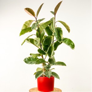 Fidan Burada - Ficus Elastica Tineke Ruby Kırmızı Saksılı 2 Gövdeli 80-100cm