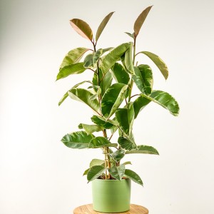 Fidan Burada - Ficus Elastica Tineke Ruby Mint Yeşili 2 Gövdeli 80-100cm