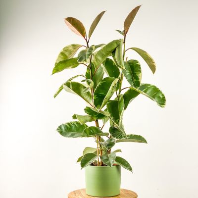 Ficus Elastica Tineke Ruby Mint Yeşili 2 Gövdeli 80-100cm - 1