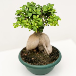 Ficus Ginseng Bonsai- Medium - 2