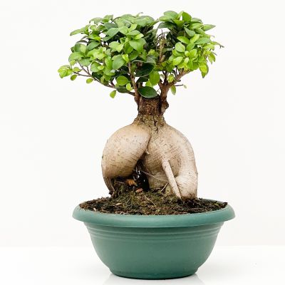 Ficus Ginseng Bonsai- Medium - 1