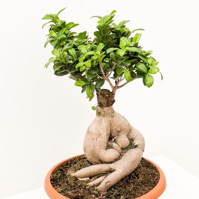 Ficus Ginseng Bonsai-XL - 2