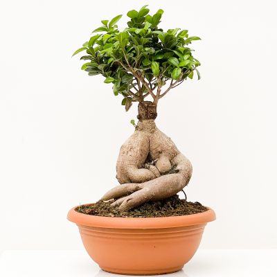 Ficus Ginseng Bonsai-XL - 1