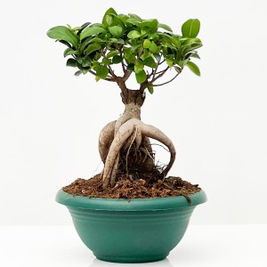 Fidan Burada - Ficus Ginseng Bonsai-Large