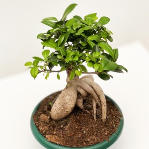 Ficus Ginseng Bonsai-Large - 2