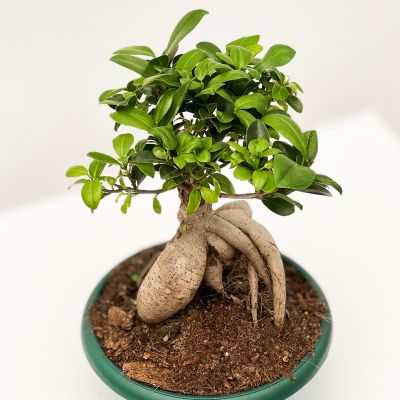 Ficus Ginseng Bonsai-Large - 2
