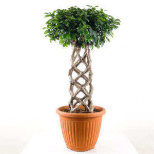 Ficus Kafes Bonsai 80-100cm - Fidan Burada