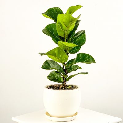 Ficus Lyrata Bambino - Curvy Beyaz Saksılı Pandora Kauçuğu- 40-60cm - 1