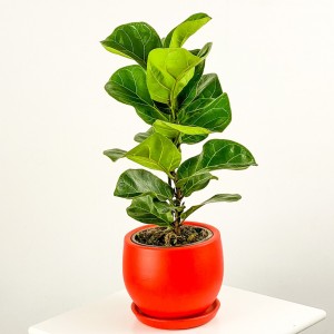 Ficus Lyrata Bambino - Curvy Kırmızı Saksılı Pandora Kauçuğu- 40-60 - Fidan Burada