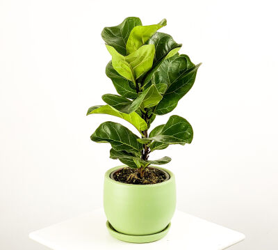Ficus Lyrata Bambino - Curvy Mint Yeşili Saksılı Pandora Kauçuğu- 40-60cm - 1
