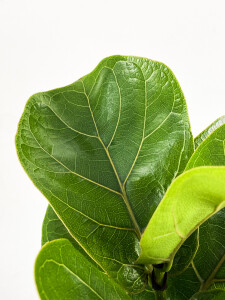 Ficus Lyrata Bambino - Curvy Mint Yeşili Saksılı Pandora Kauçuğu- 40-60cm - 2