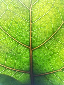 Ficus Lyrata Bambino - Curvy Mint Yeşili Saksılı Pandora Kauçuğu- 40-60cm - 3