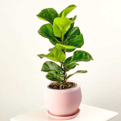 Ficus Lyrata Bambino - Curvy Pembe Saksılı Pandora Kauçuğu- 40-60cm