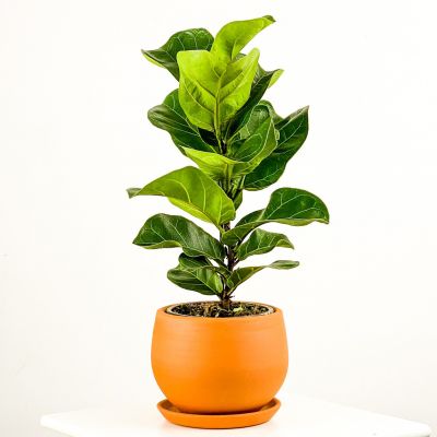 Ficus Lyrata Bambino - Curvy Terra Cotta Saksılı Pandora Kauçuğu- 40-60cm - 1