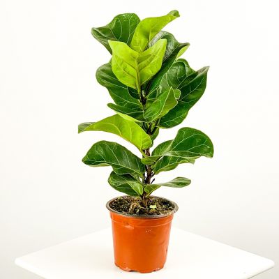 Ficus Lyrata Bambino-Pandora Kauçuğu 40-60cm - 1