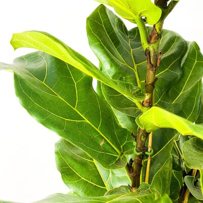Ficus Lyrata XL Pandora Kauçuğu - 3
