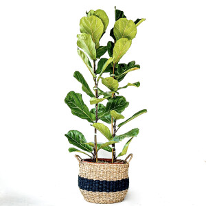 Ficus Lyrata Bambino XL Pandora Kauçuğu Siyah Şeritli Hasır Saksılı - Fidan Burada
