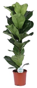 Fidan Burada - Ficus Lyrata-Pandora Kauçuğu- İthal 100-120 Cm