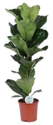 Ficus Lyrata-Pandora Kauçuğu- İthal 100-120 Cm