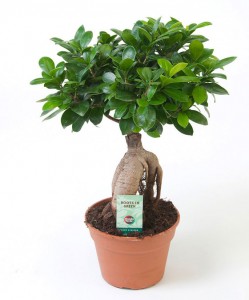 Ficus Microcarpa Ginseng Bonsai 30 Cm - 2