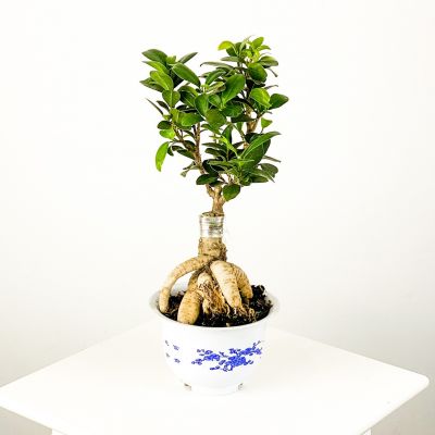 Ficus Microcarpa Ginseng Bonsai - 1