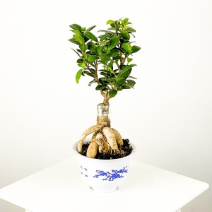 Ficus Microcarpa Ginseng Bonsai - Fidan Burada