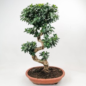 Ficus S Bonsai 100 Cm - Fidan Burada