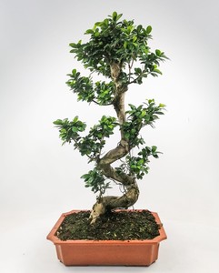 Fidan Burada - Ficus S Bonsai 140-160 Cm
