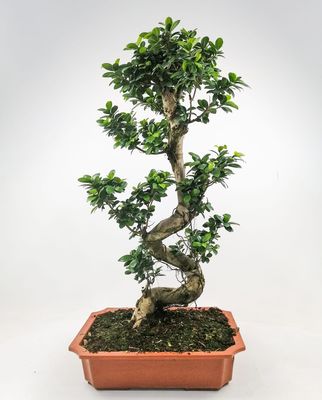 Ficus S Bonsai 140-160 Cm - 1