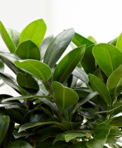 Ficus S Bonsai 60-80cm - 3